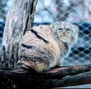コルケアサーリ動物園のプリンセッサの写真