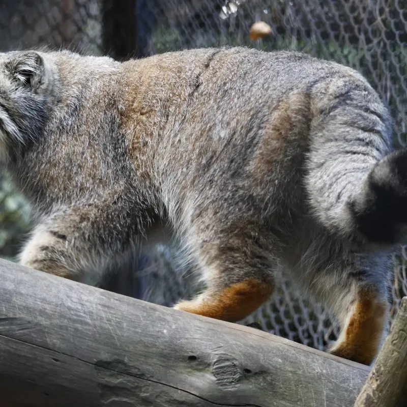 ノヴォシビルスク動物園のルフの写真