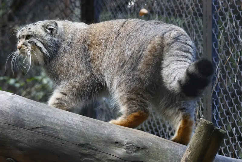 ノヴォシビルスク動物園のルフの写真