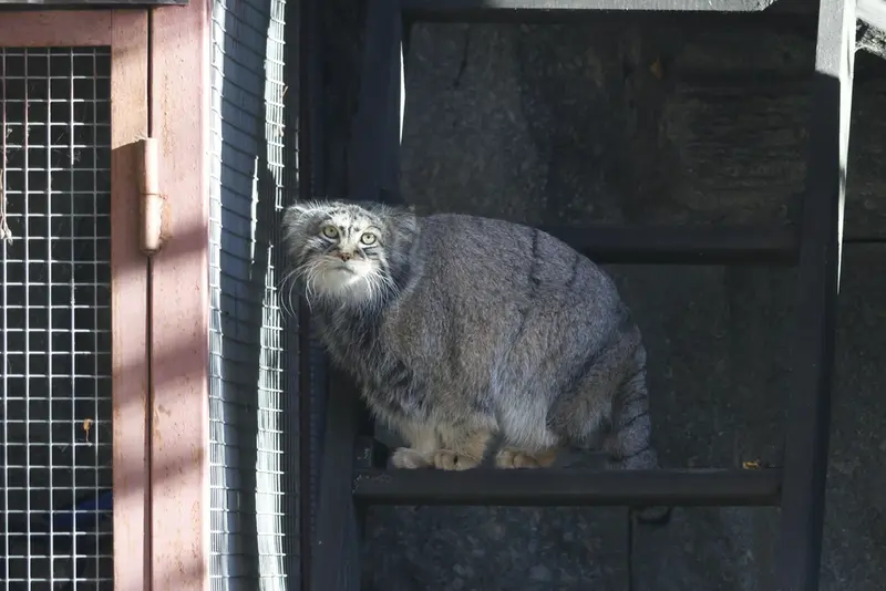 モスクワ動物園のティモフェイの写真