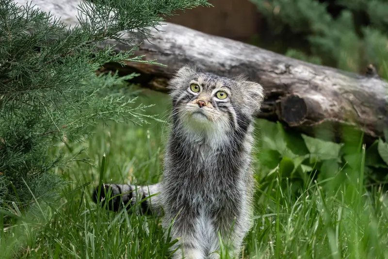 モスクワ動物園のティモフェイの写真