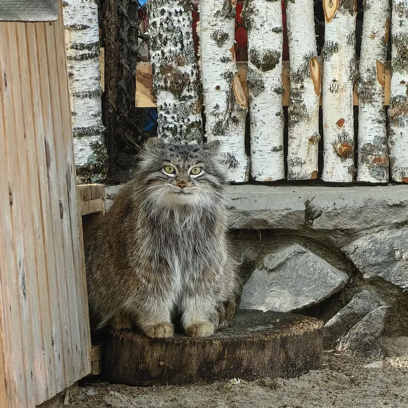ノヴォシビルスク動物園のスネジンカの写真