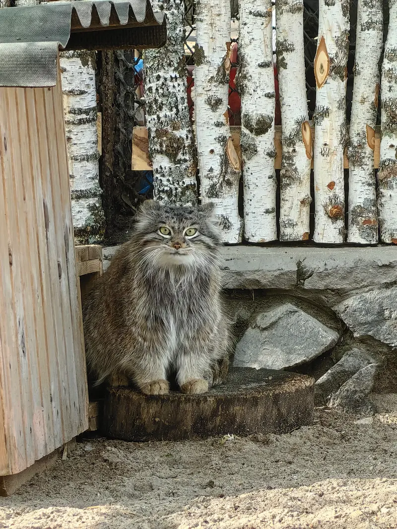 ノヴォシビルスク動物園のスネジンカの写真