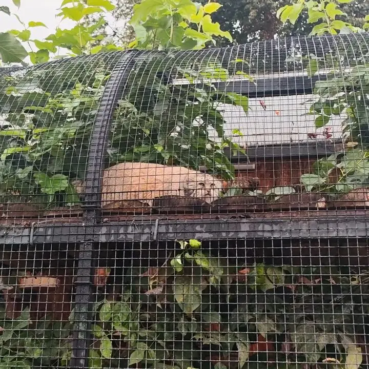 レニングラード動物園のマヌルネコの写真