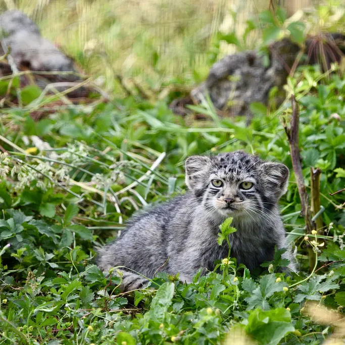 ポート・リムプネ・ワイルド・アニマル・パークのナムーの子猫 b. 2026 Ⅱの写真