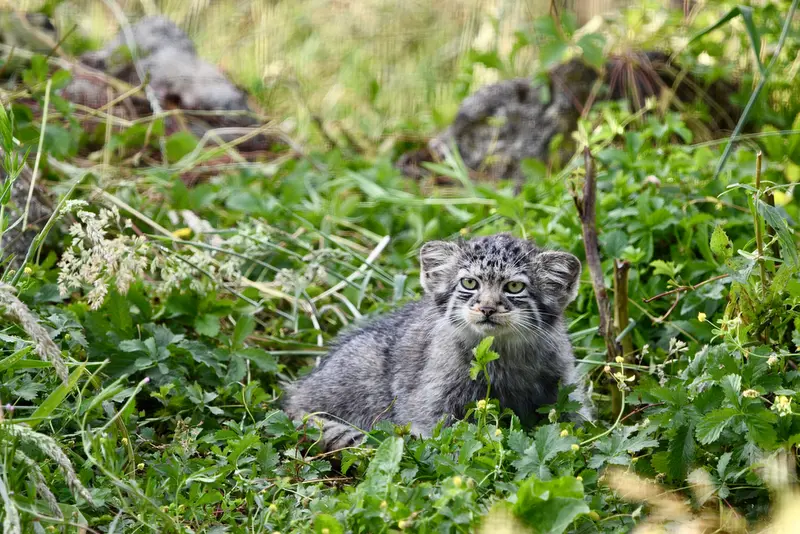 ポート・リムプネ・ワイルド・アニマル・パークのナムーの子猫 b. 2026 Ⅱの写真