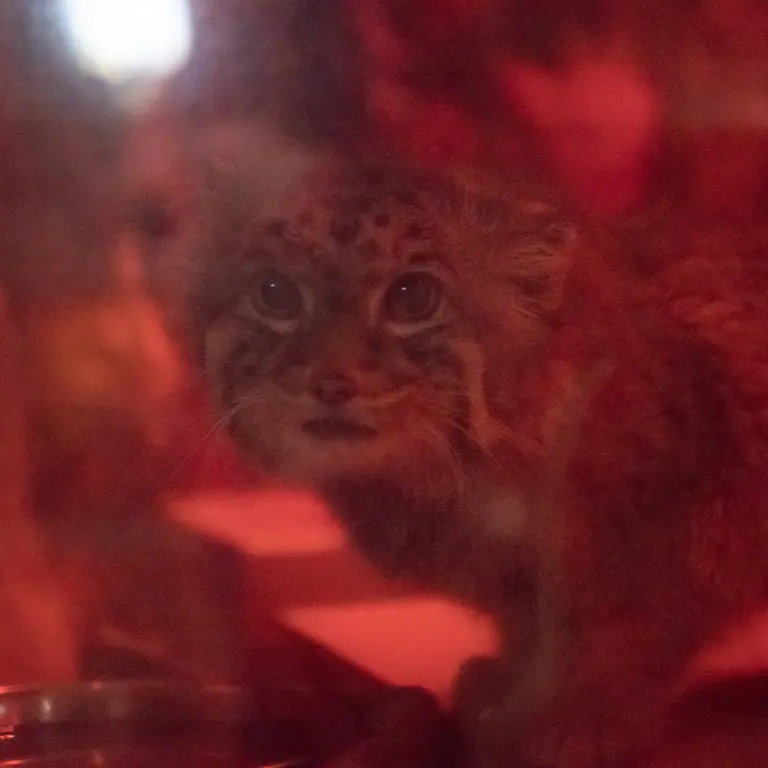 恩賜上野動物園のナイマの写真
