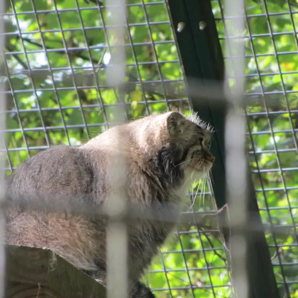 ザールブリュッケン動物園のカール・ハインツの写真
