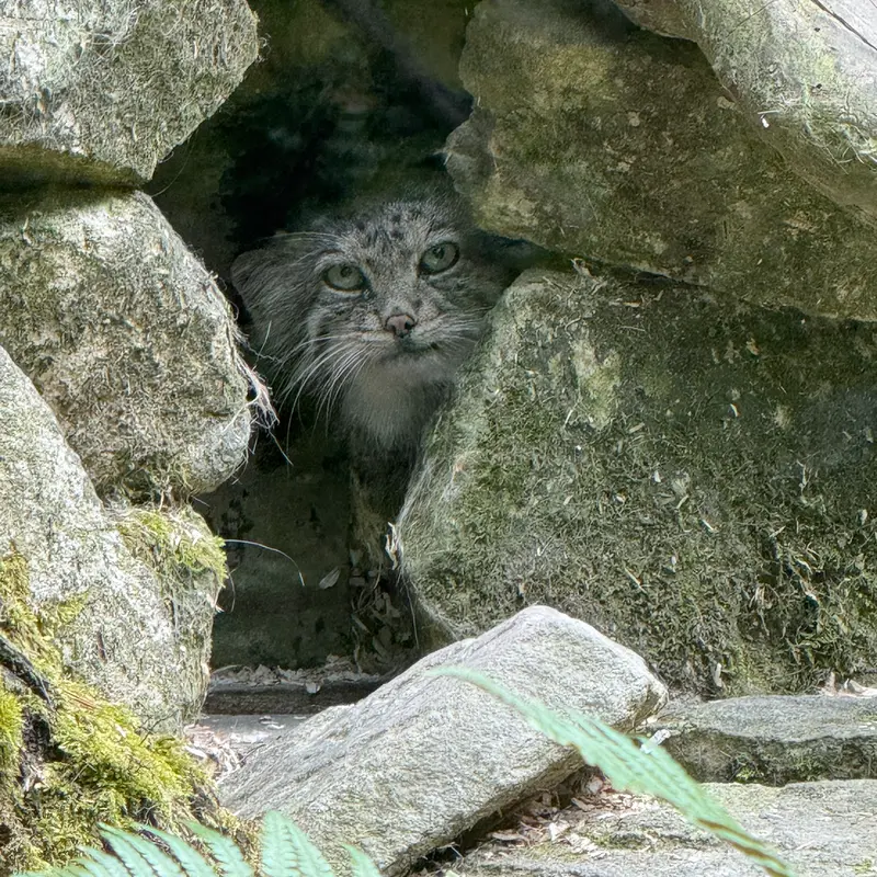 オペル動物園のフェイの写真