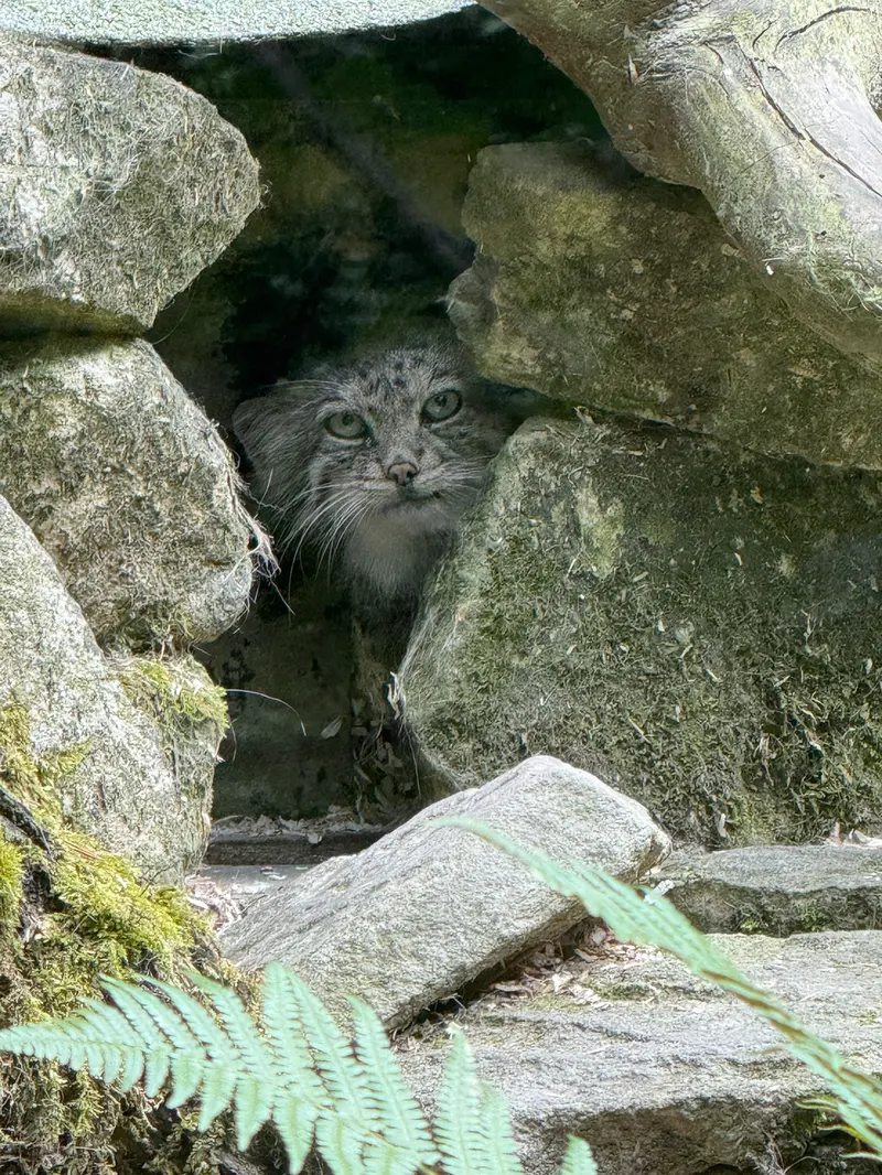 オペル動物園のフェイの写真
