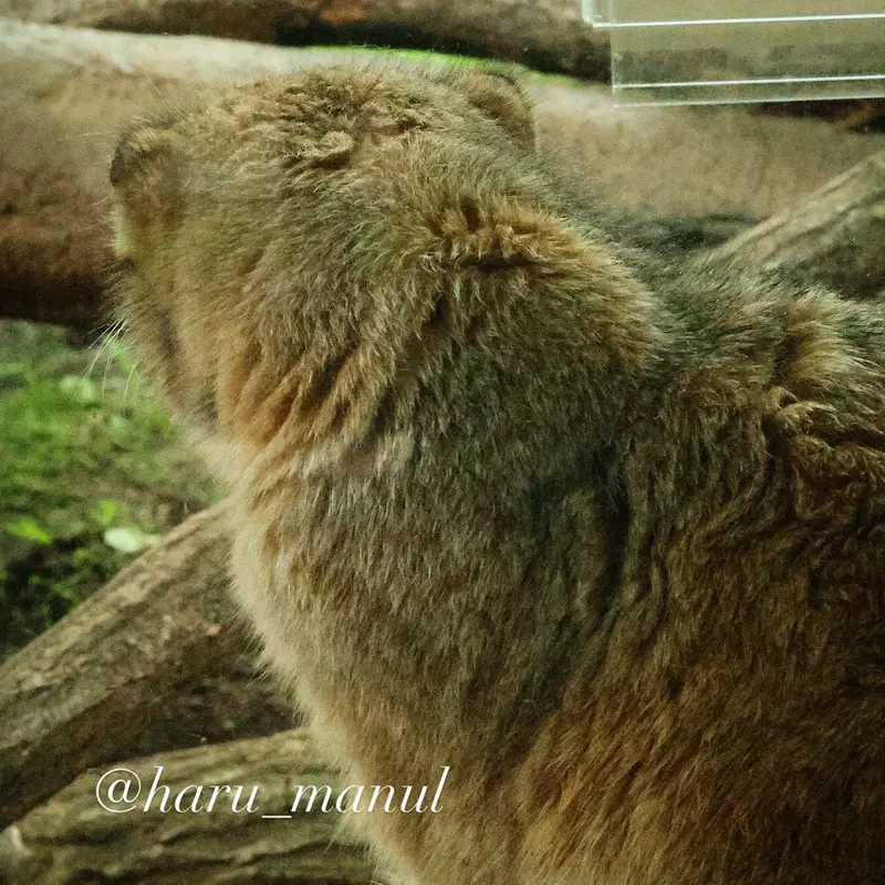 那須どうぶつ王国のボルの写真