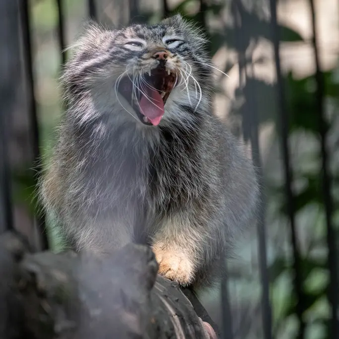 ノヴォシビルスク動物園のレオンの写真