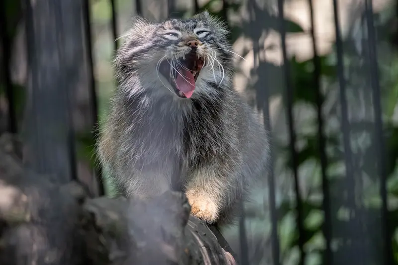 ノヴォシビルスク動物園のレオンの写真