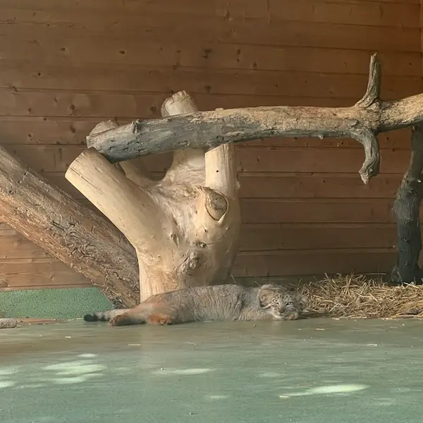 エレバン動物園のナレの写真