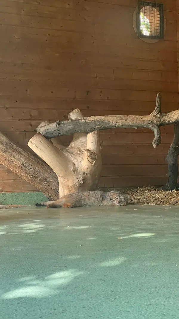 エレバン動物園のナレの写真