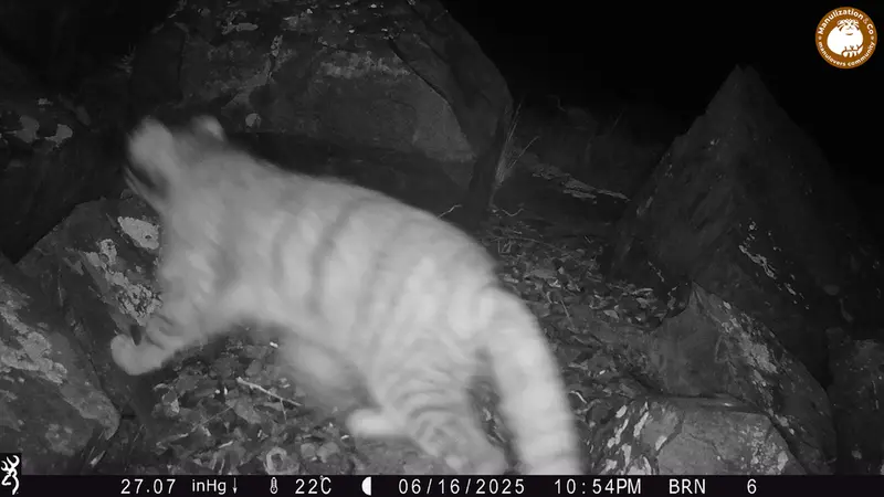 キイクバイカメラトラップで撮影したOtocolobus manul manulの写真