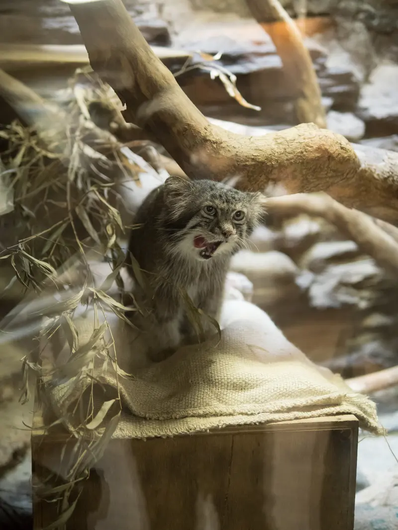 恩賜上野動物園のクリョンの写真