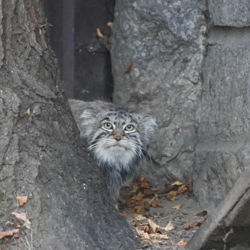 モスクワ動物園のティモフェイの写真