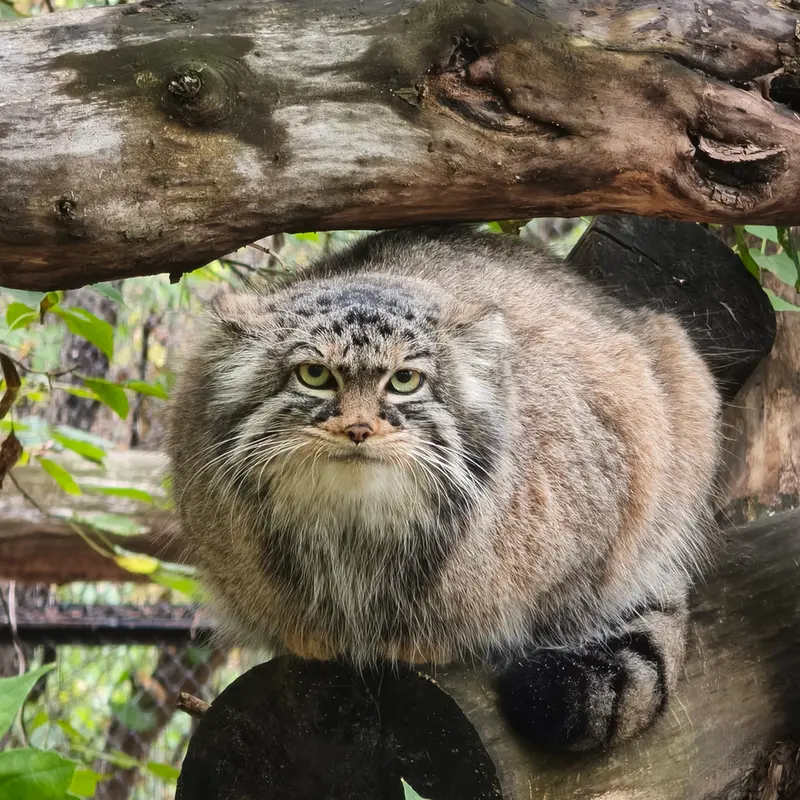 ノヴォシビルスク動物園のゾーシャの写真