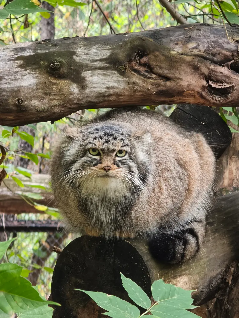 ノヴォシビルスク動物園のゾーシャの写真