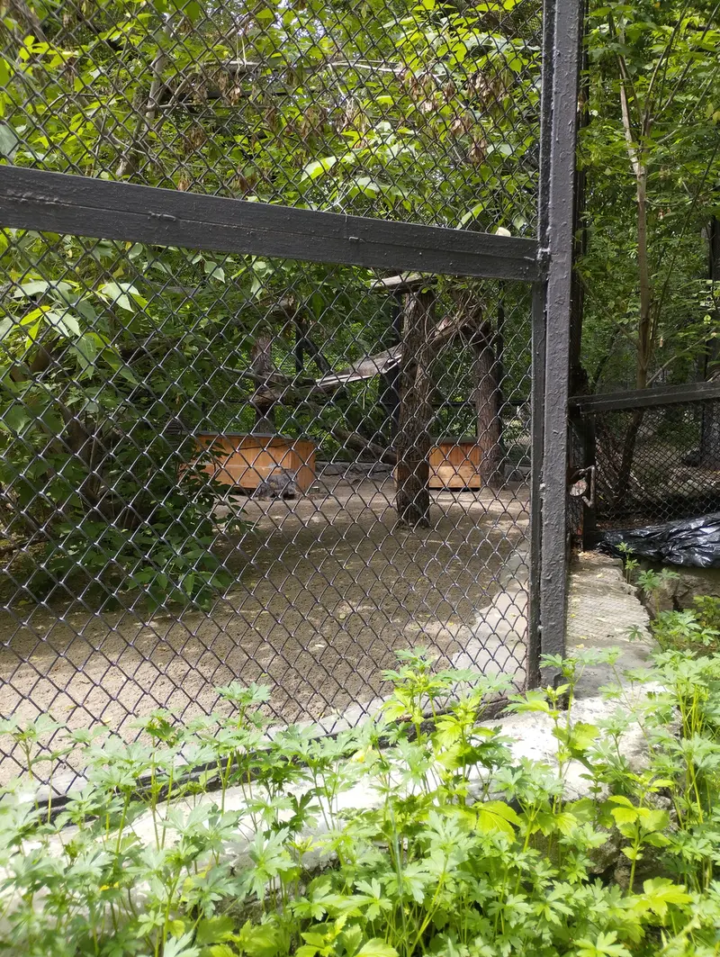 ノヴォシビルスク動物園のマヌルネコの写真