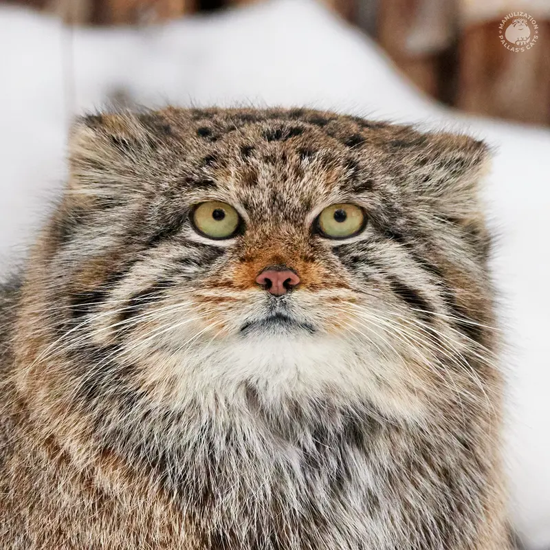 Novosibirsk Zooのマヌルネコのミア