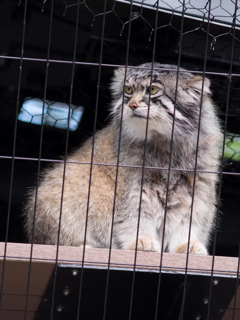 旭山動物園のグルーシャの写真