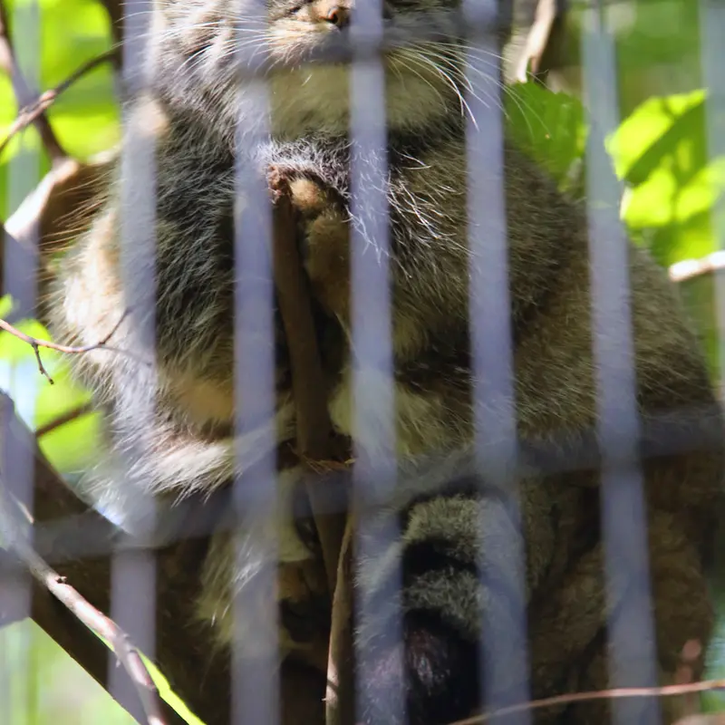 クラクフ動物園のツァスの写真