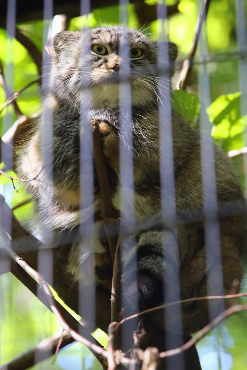 クラクフ動物園のツァスの写真