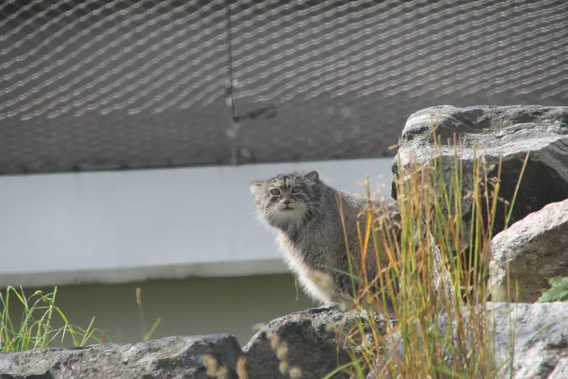 コルケアサーリ動物園のミミの写真