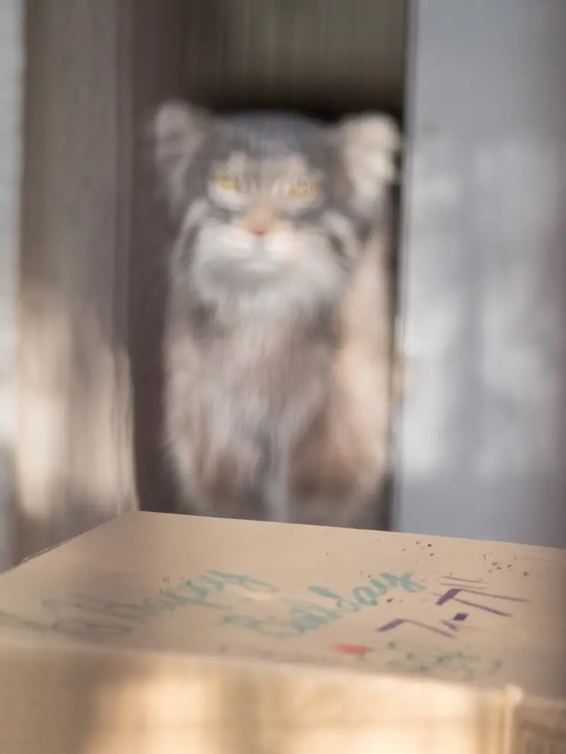 野毛山動物園のフィーガの写真