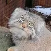 ユーティカ動物園のマヌルネコのテイト