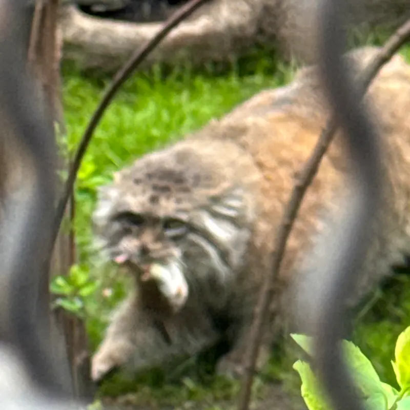 ワルシャワ動物園のジェシーの写真