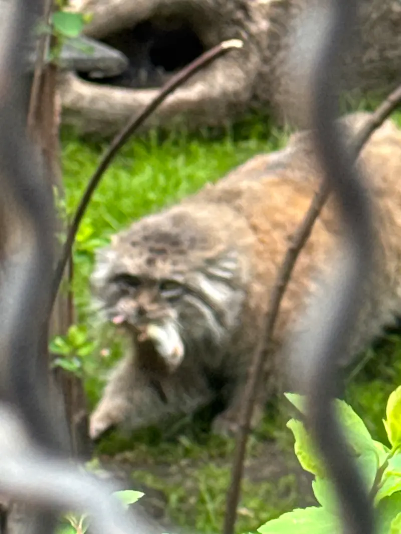 ワルシャワ動物園のジェシーの写真