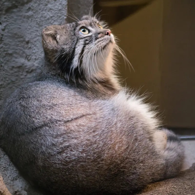 野毛山動物園のフィーガの写真