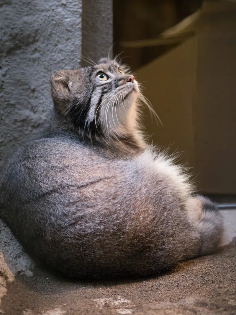 野毛山動物園のフィーガの写真
