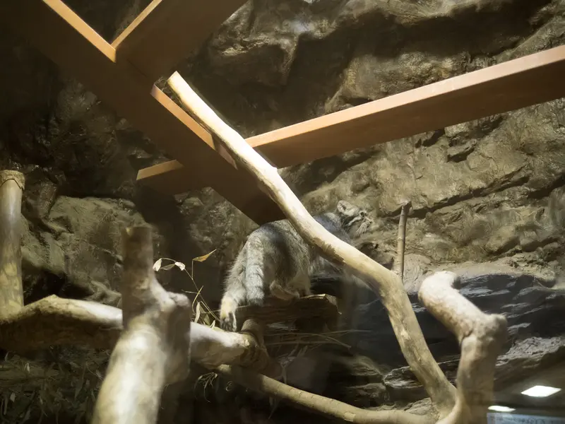 恩賜上野動物園のクリョンの写真