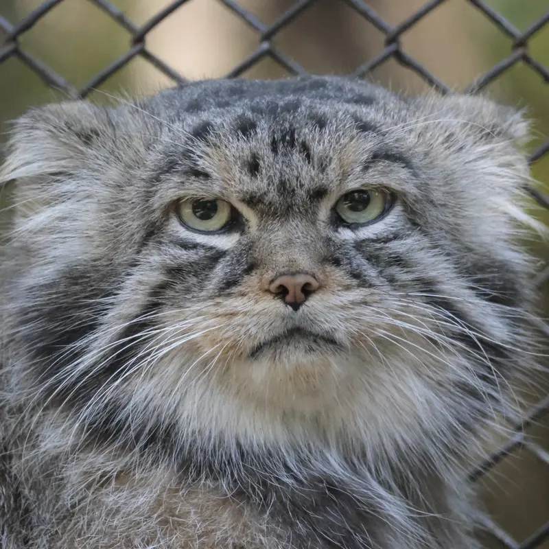 ノヴォシビルスク動物園のジョージの写真