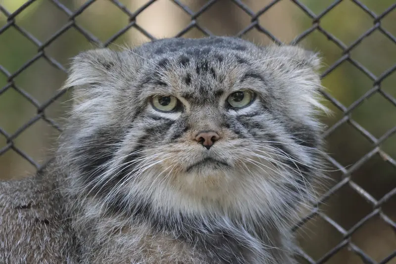 ノヴォシビルスク動物園のジョージの写真