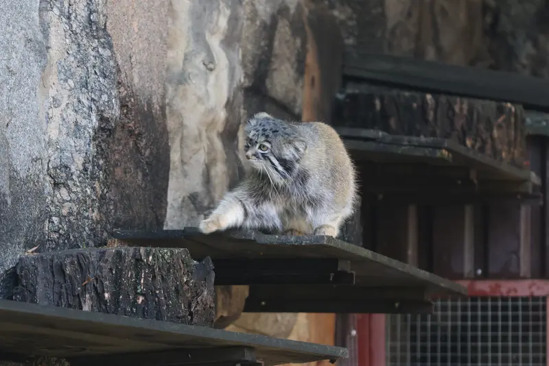 モスクワ動物園のティモフェイの写真