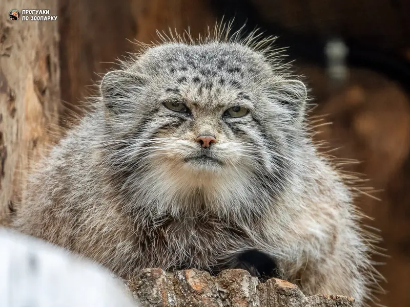 レニングラード動物園のナミカの写真