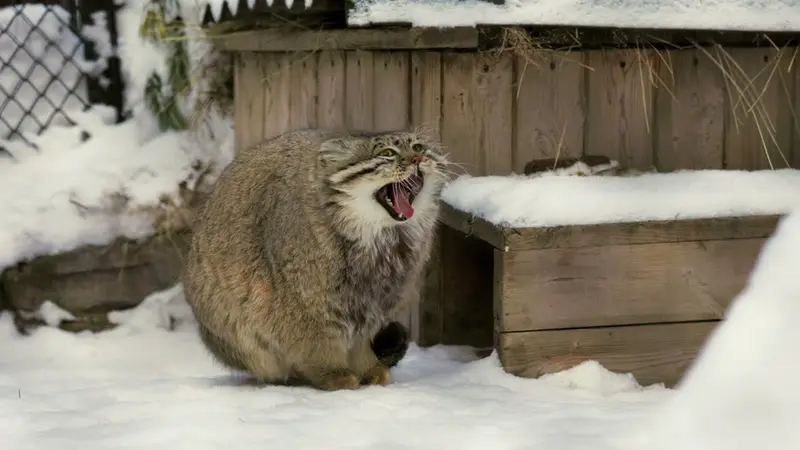 Novosibirsk Zooのゼレノゴルスクの動画