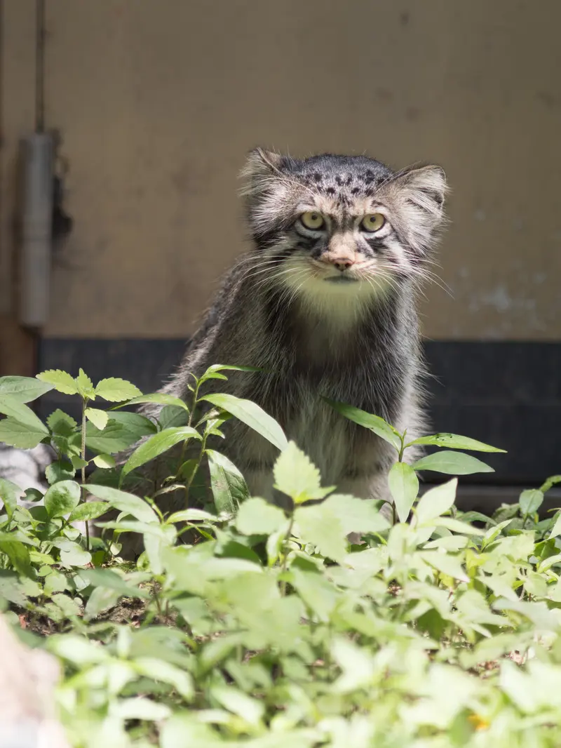 旭山動物園のヒデの写真