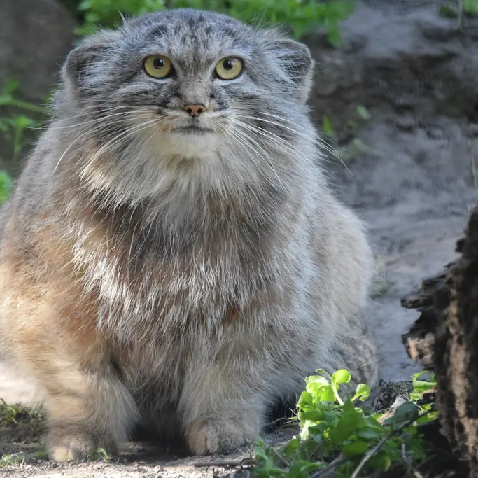 ブダペスト動物園＆植物園のルーシーの写真
