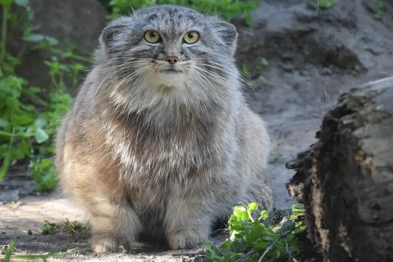 ブダペスト動物園＆植物園のルーシーの写真