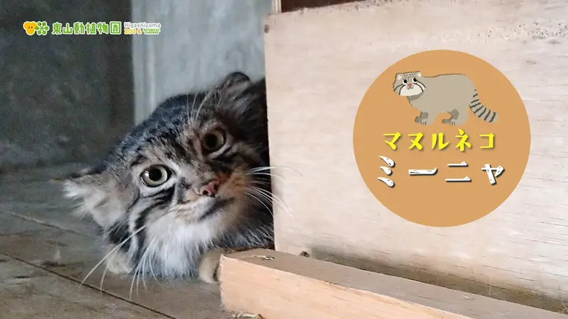 東山動植物園のミーニャの動画