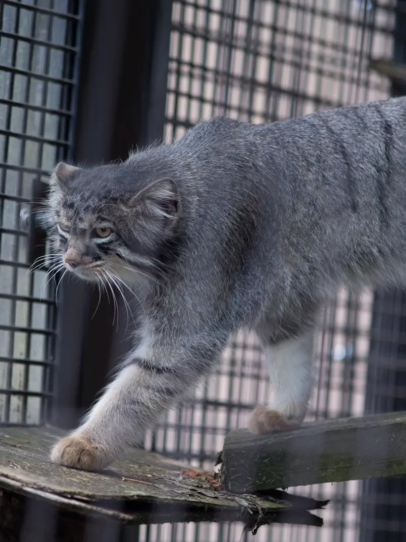 旭山動物園のヒデの写真