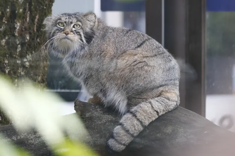 モスクワ動物園のティモフェイの写真