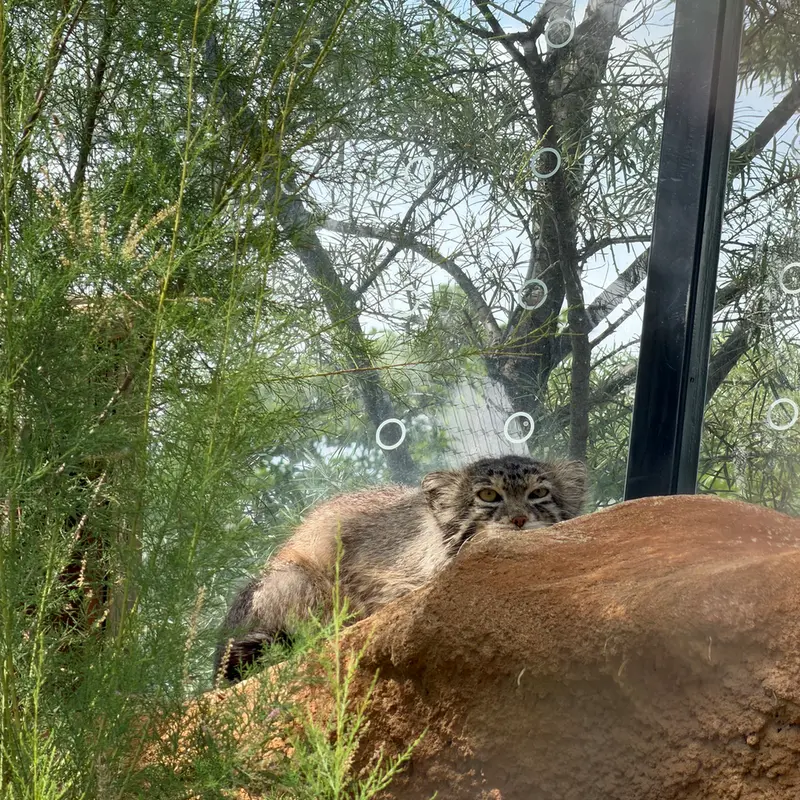 プラハ動物園のスパイの写真