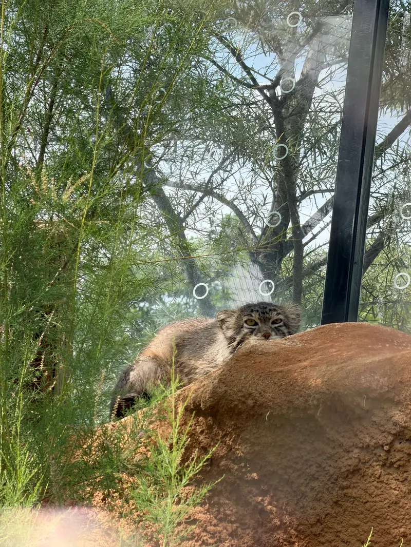 プラハ動物園のスパイの写真